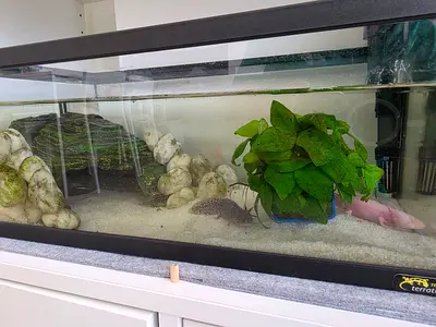 Axolotl complete set