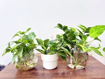 Houseplants for sale!