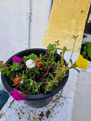 Mixed flowering Portulaca pot