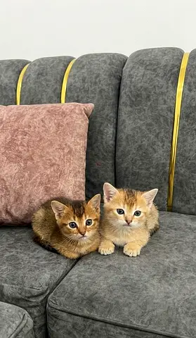 NY11 Kittens chinchilla- gold black shaded- available for adoption