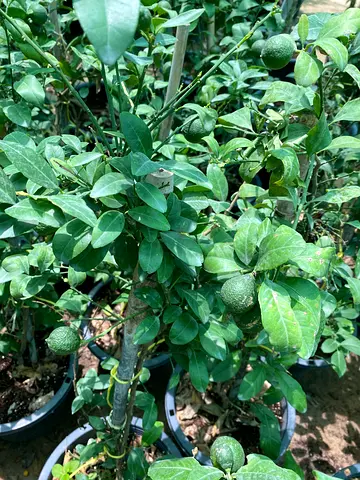 Small Potted Citrus Plants (Lime/Calamondin) - Healthy Young Trees