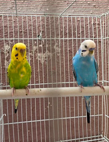 Locally Budgies for breeding