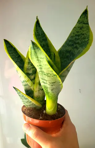 Sansevieria (Snake Plant) - Small Potted Indoor Plant