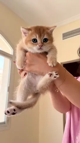 Scottish Fold  Scottish Straight Kittens ( High Quality Kittens with Champions Parents)