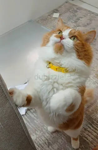 Cat for free adoption