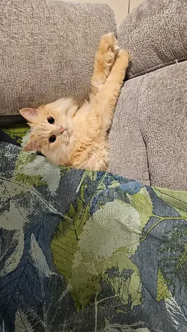 Our Cute Little Persian Ginger 1.5 Year Female For Free Adoption For a Good Family Fully Vaccinated