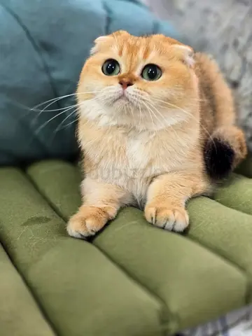 Golden Scottish fold cat