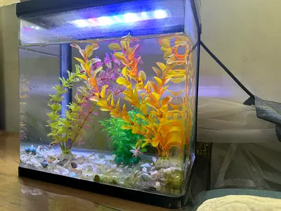 Aquarium with Fish and Fish food