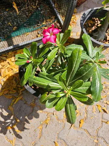 Desert Rose (Adenium) plant