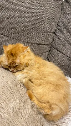 Turkish Angora Cat For Adaption