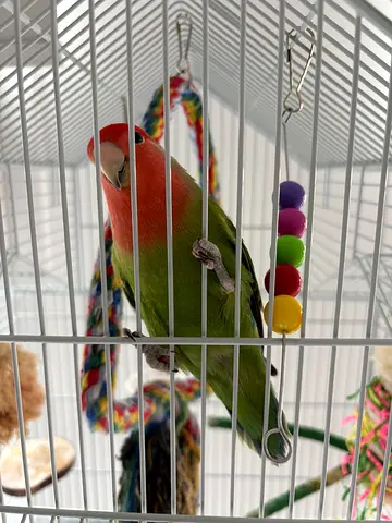 Free peach-faced lovebird with toys and cage, ready for a new loving home.