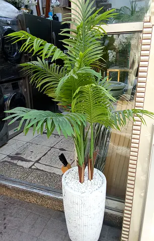 Plants Almost New Medium Size