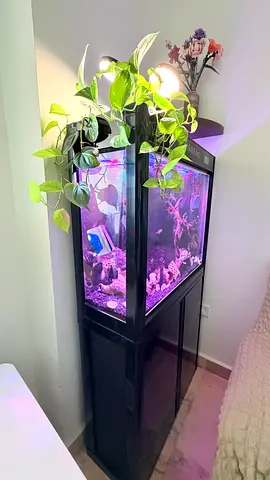 Tall Aquarium with Stand and Live Fishes, including all accessories — Ready to Move