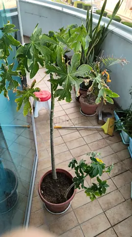 Papaya tree