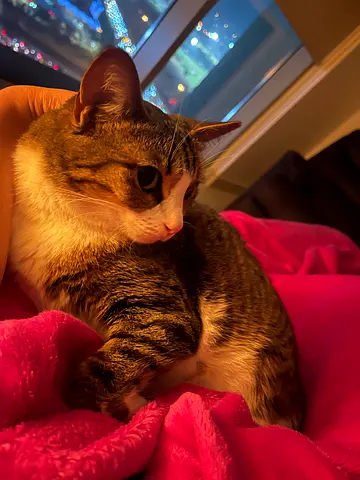 My Pretty sweet furry Basboos