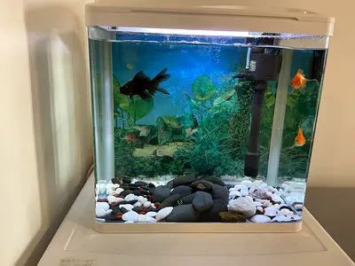 Fish tank with fish