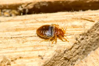 Dont let bedbugs bite you