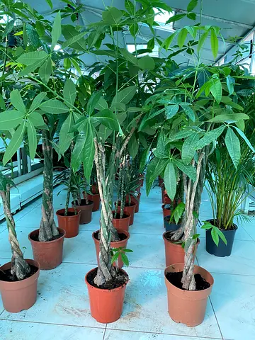 Pachira (Money Tree) braided trunk indoor plants – set of 3 in pots