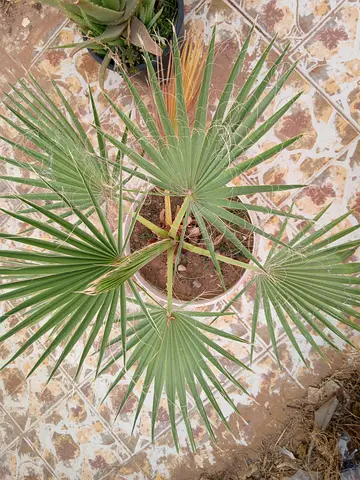 Washingtonia Robusta Palm for sale