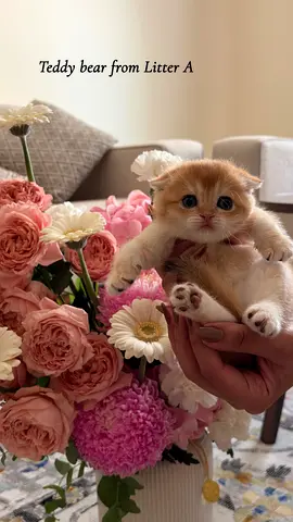 Scottish Fold  Scottish Straight Kittens ( High Quality Kittens with Champions Parents)