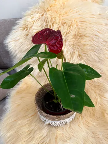 Red Anthurium potted houseplant with macramé pot cover