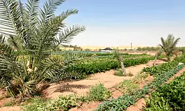 Premium Agricultural Plot for Sale in Al Helio 2 – Ajman