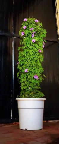 6 big plants bundle (free delivery)