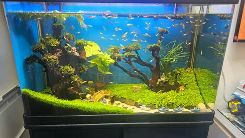 Well-planted Aquarium with Fishes and Aquascape 80×45×35cm