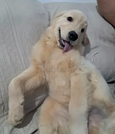 Golden retriever puppy for adoption