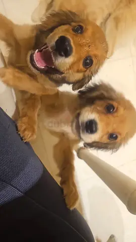 English cocker spaniel