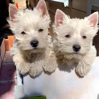West Highland Terrier Puppiess