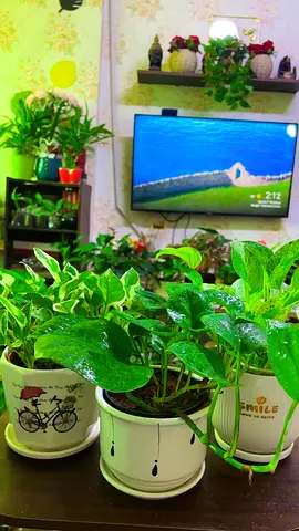 3 varieties pothos for sale