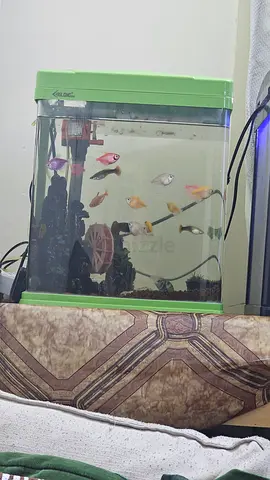 Complete 35×30×20 Fish Aquarium with Accessories and Small Community of Fish