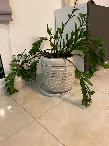 plants indoor