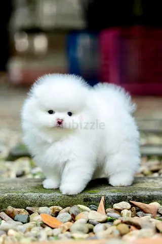 Teacup Pomeranian Puppiez
