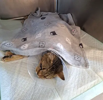 - HELP!! Foster Home/Adoption needed URGENTLY - SWEET SPECIAL NEEDS CAT