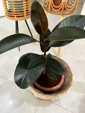 Healthy Rubber Plant (Ficus elastica) in Decorative Basket - Ready to Rehome