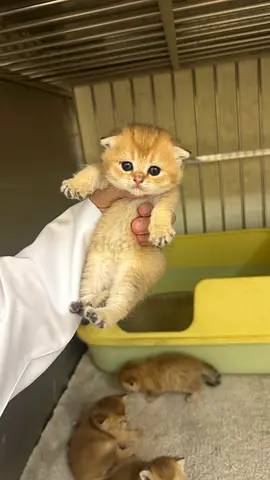 Golden British Shorthair Kitten - 3 Weeks Old, Friendly