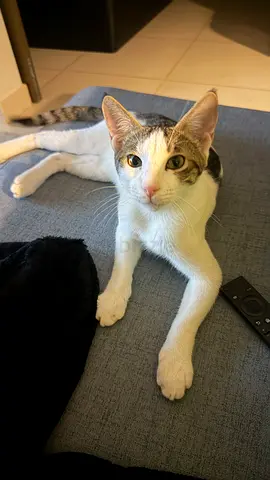 6months old kitten available for adoption — male, litter-trained, dewormed and vaccinated