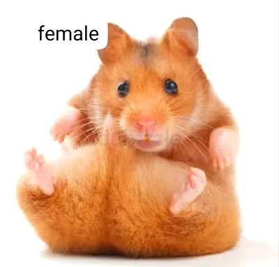 2 syrian hamster 1 female and 1 male