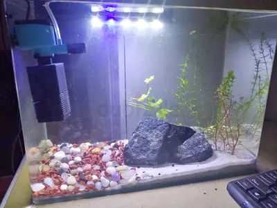 fish tank with filter and beta fish