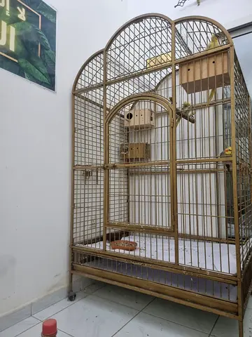 Big golden color cage for birds.
