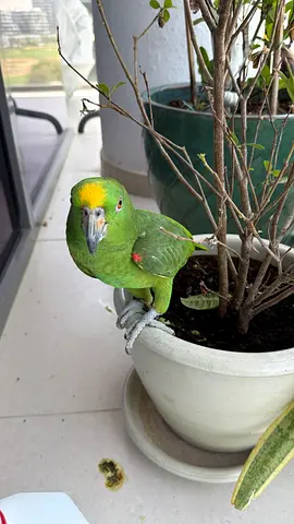 Lost and found Green Parrot -Damac hills