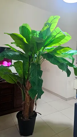Large indoor banana palm plant in black planter - looks like original. good condition. Price slightl