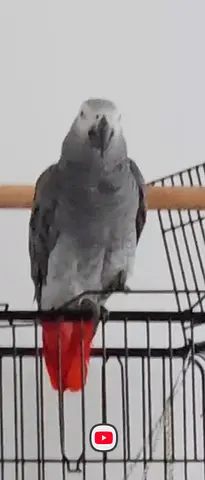 I lost my African bird