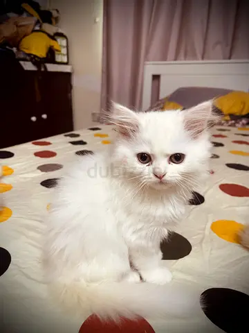 Genuine Persian Kittens