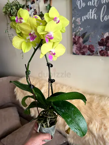Potted Yellow Phalaenopsis Orchid in Bloom