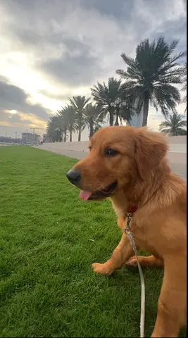 Dog ,Golden Retriever