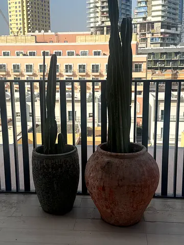 Two tall potted cacti — good condition, ready for pickup