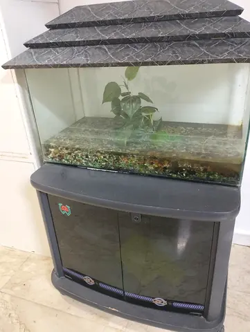Large Glass Fish Aquarium with Stand — Needs Cleaning